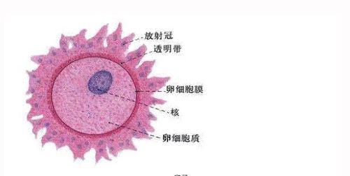 探究传粉和授精的奥秘（了解生命繁衍的关键过程）