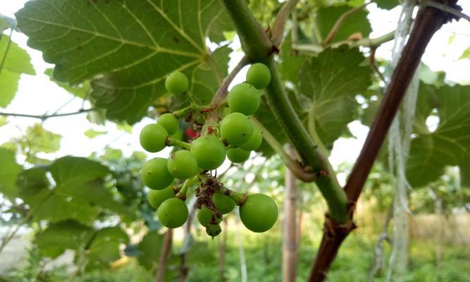 如何应对果树葡萄叶子发黄（植物生长问题解决方案）