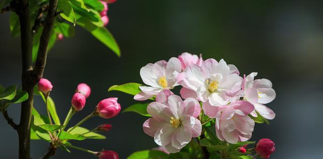 海棠花的习性剖析（从萌芽到开放，探索海棠的成长之路）