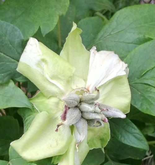 芍药花叶子蜷缩的原因与解决方法（探究芍药花叶子蜷缩的主要原因及有效的解决方法）