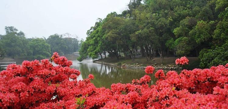 杜鹃花的花语（如何理解杜鹃花所代表的五种寓意）