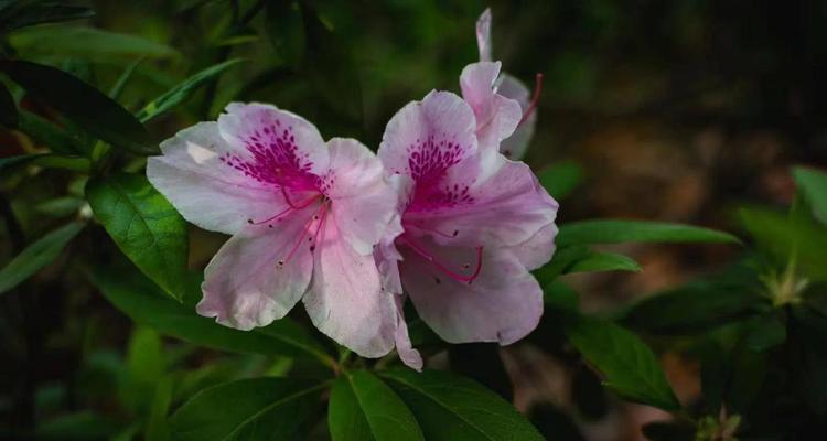 杜鹃花的花语（如何理解杜鹃花所代表的五种寓意）