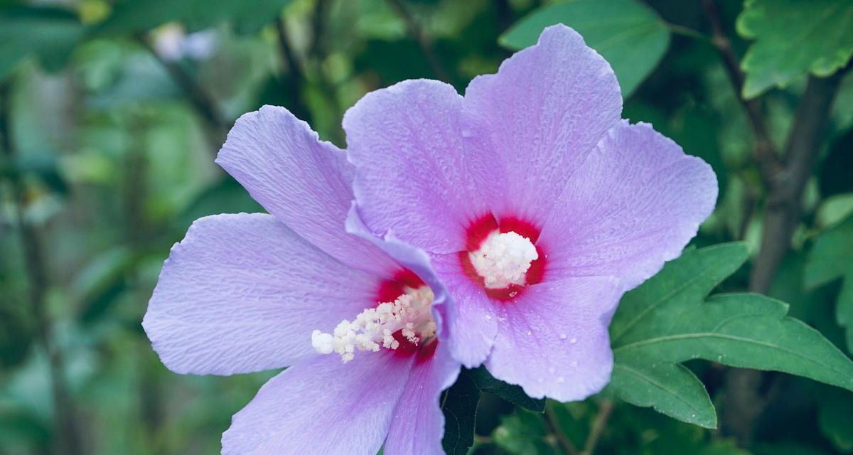 如何让木槿花茂盛生长？（木槿花养护指南，从选址到施肥不可忽视！）