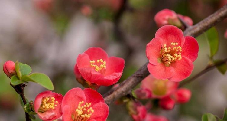 海棠花开花时间及特点解析（探究海棠花的开花时间和特点，让你更加了解这朵美丽的花卉）