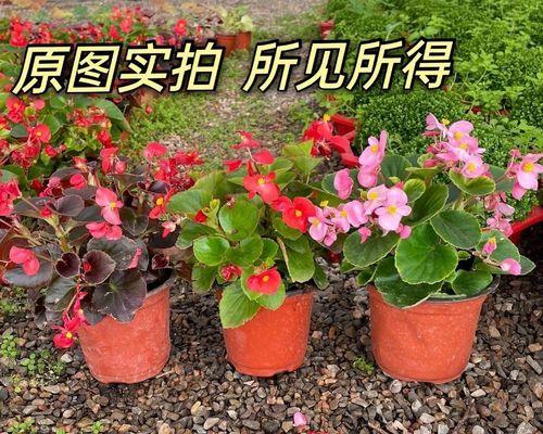 四季海棠花的养护技巧（让你的海棠花四季盛开）