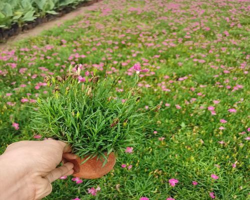 五彩石竹种植技巧（打造丰富多彩的花坛）