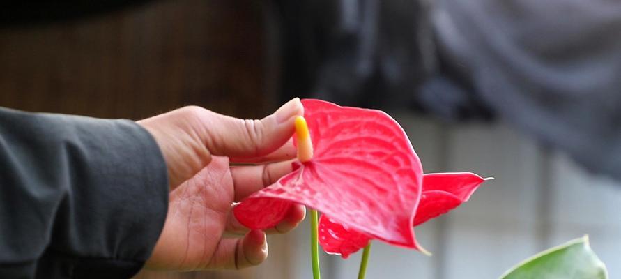 红掌花养护指南（如何让你的红掌花长得更茂盛）