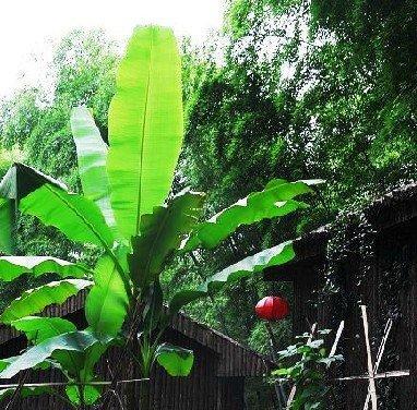 芭蕉栽培全攻略（从选地到施肥，打造一片热带风情的“芭蕉丛林”）