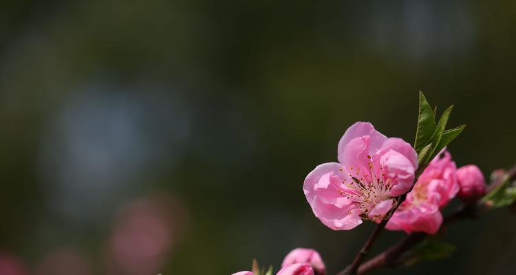 如何保存好美丽的桃红花？（一些简单的方法，让你的花朵更加持久。）