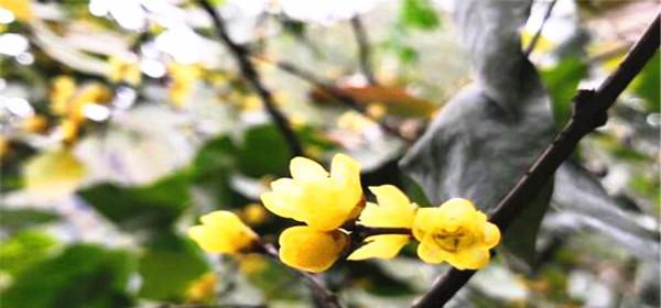 腊梅种子种植技巧（轻松掌握，让腊梅花开得更美）