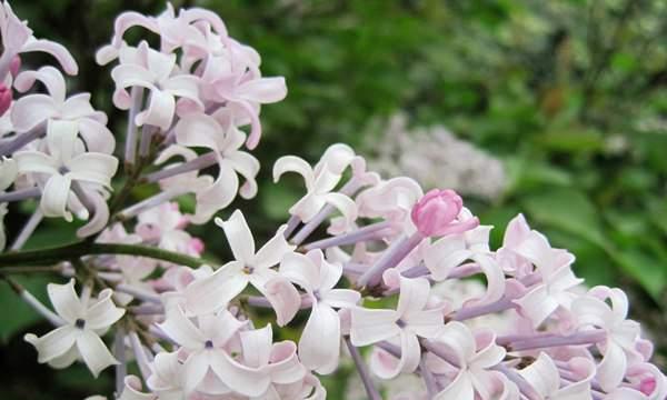 丁香花的花语与寓意（探寻丁香花的美好内涵）