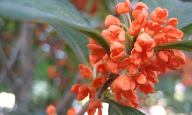 栽培与管理桂花树（品质佳，香气浓——桂花树的种植技巧与护理方法）