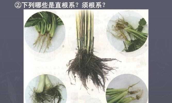 须根系的植物（揭秘须根系的神奇之处）