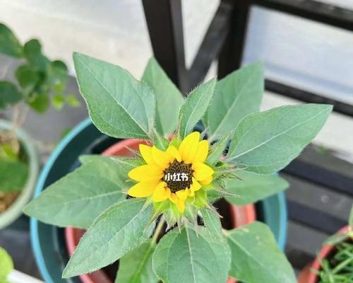 向日葵的开花季节（探秘向日葵开花的奥秘——生长环境、生理特性及栽培方法）