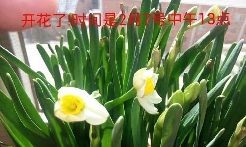 赏析水仙花，探寻最美开花期（春节花香盛宴，寻找最美开花时期）