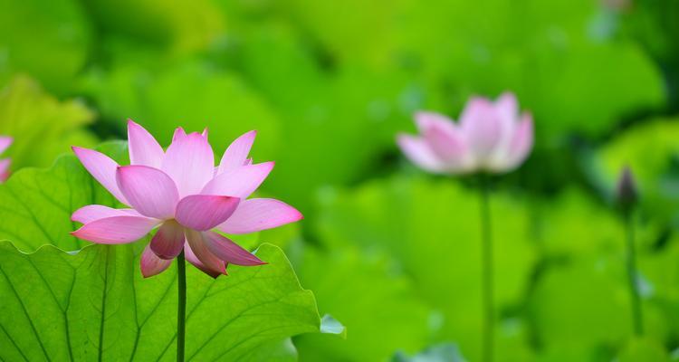 盛夏时节的莲花开放时光（探秘莲花开放的奥秘）