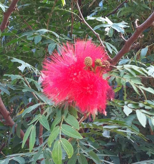 探秘红绒球花（花期、栽培、用途全面解析）