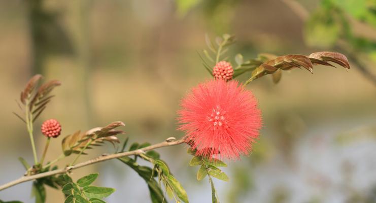 探秘红绒球花（花期、栽培、用途全面解析）