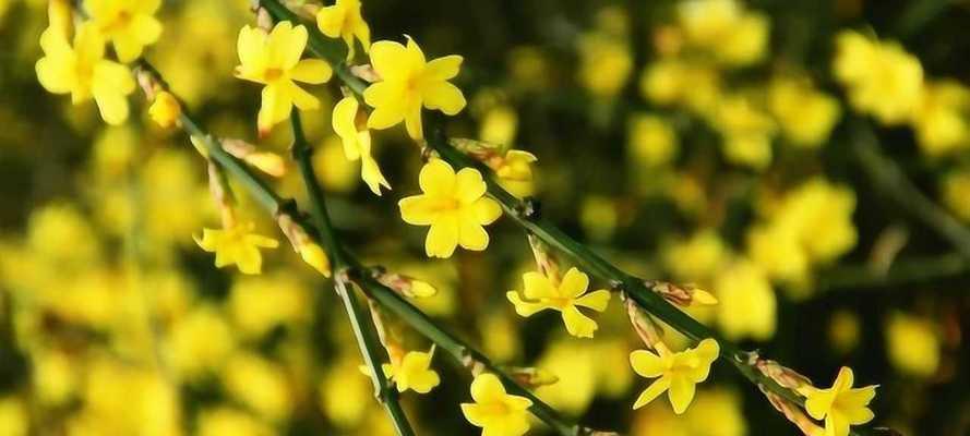 迎春花养殖技巧（打造花香四溢的迎春花庭院）