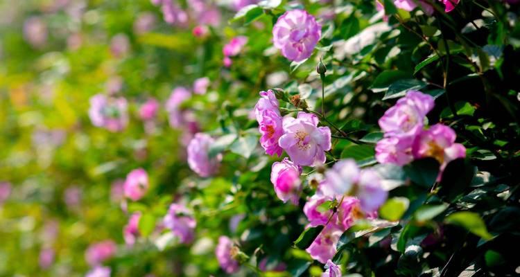 蔷薇花开花时间的影响因素（探究气候、品种及养护等因素对蔷薇花开花时间的影响）