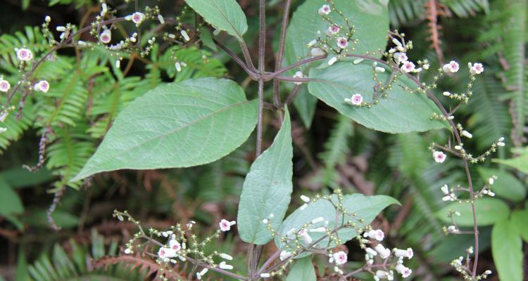 茜草科植物大全（探索茜草科植物的神秘世界）