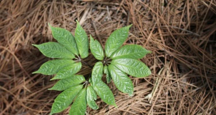 茜草科植物大全（探索茜草科植物的神秘世界）