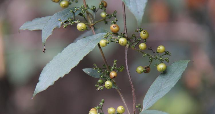 茜草科植物大全（探索茜草科植物的神秘世界）