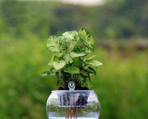 长期养殖的水培植物（探索适合长时间生长在水中的植物种类）