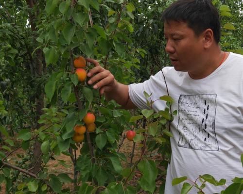 杏树种植技巧（如何让杏树生长得更好）