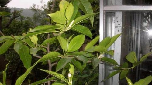 含笑花种植指南（从选址到管理，学会种植含笑花的诀窍）