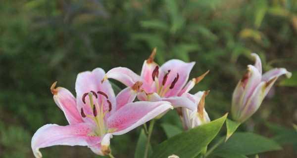 百合花长虫了怎么办？详细解决方案（从虫害类型、防治方法到日常养护，你需要知道的一切）