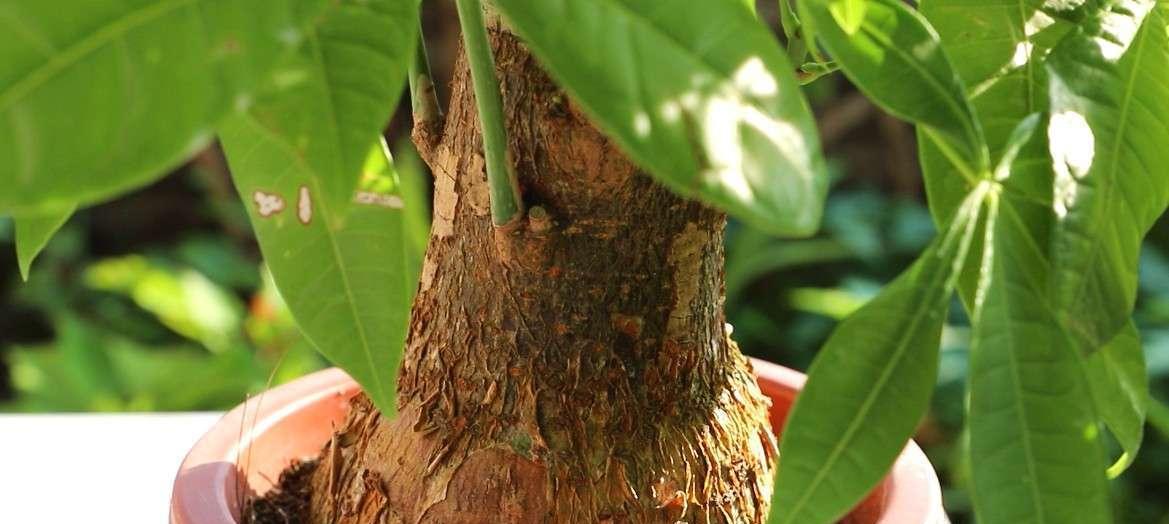 发财树缺肥的症状及解决方法（从叶子到根系，全方位了解发财树缺肥的表现与治理）