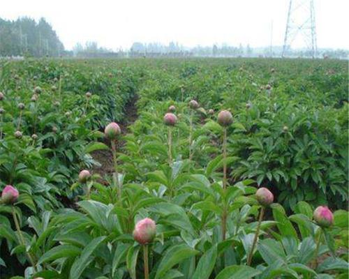 芍药种植全攻略（从选苗到收成，一步步教你种芍药）