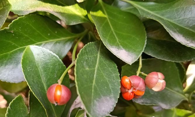 认识卫矛——一种美丽而有用的园林植物（探究卫矛的生长习性、美学价值及其应用前景）