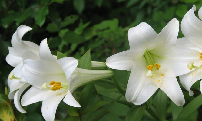 百合花的种植时间和方法（如何在正确的时间和方式下种植百合花）