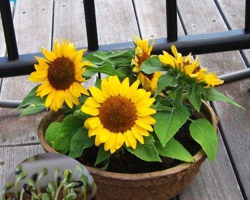 轻松种植太阳花籽（从萌芽到开花，全方位指导）