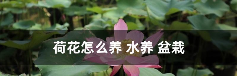 水养荷花家庭培养指南（如何在家中养护健康的荷花——8个技巧与方法）