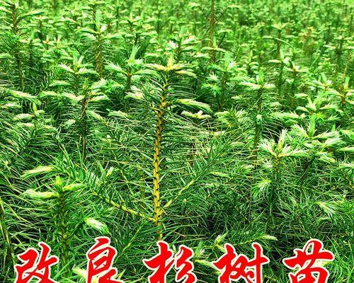 杉树种植方法详解（从选址到养护，一步步教你种杉树）