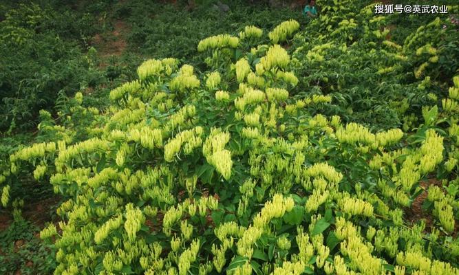 金银花种植全指南（从时间到方法，一步步教你打造花园）