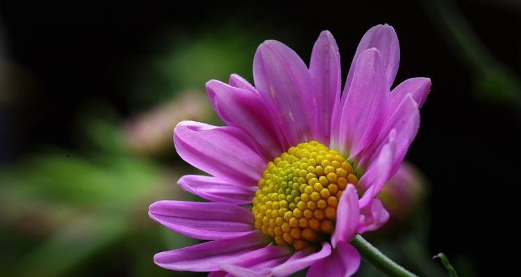 意大利的国花——雏菊（雏菊的历史、种类、文化意义和现代应用）