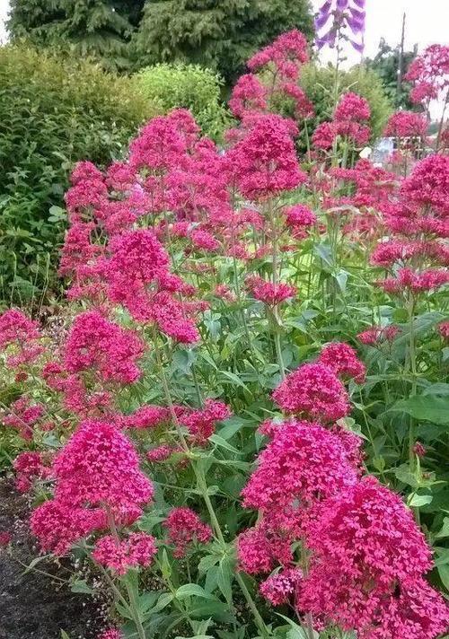 盛夏芬芳——夏季开花的花卉大盘点（夏日之美，鲜花之香）