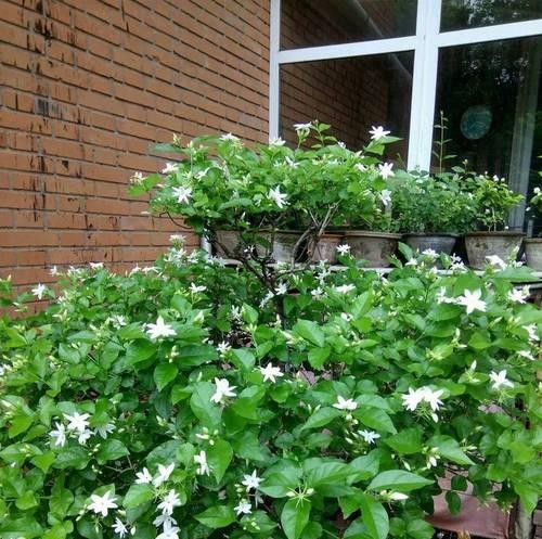 盛夏芬芳——夏季开花的花卉大盘点（夏日之美，鲜花之香）