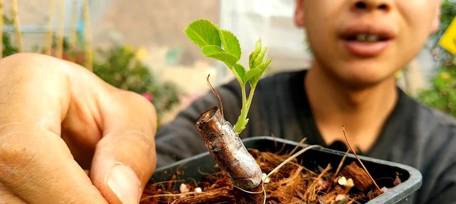 月季花的嫁接方法（从选材到实施，一步步教你成功嫁接月季花）