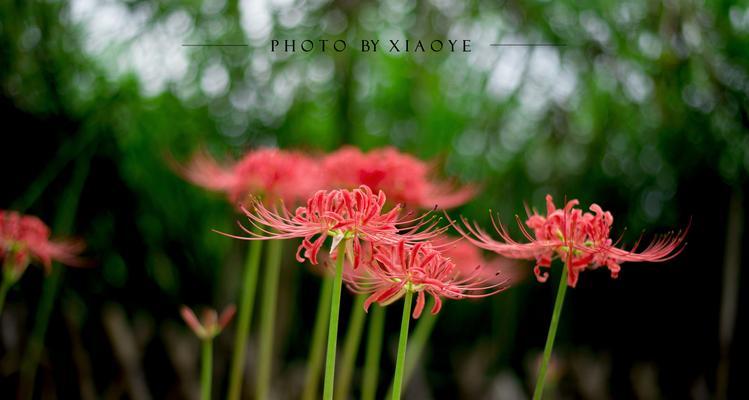 探秘彼岸花的开花周期（掌握彼岸花的开花期，尽情享受美好）