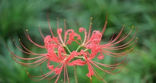 探秘彼岸花的开花周期（掌握彼岸花的开花期，尽情享受美好）