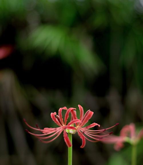 探秘彼岸花的开花周期（掌握彼岸花的开花期，尽情享受美好）