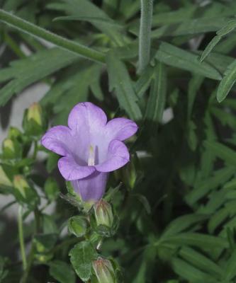 如何种植风铃草种子（轻松拥有清新花海，种植技巧详解）