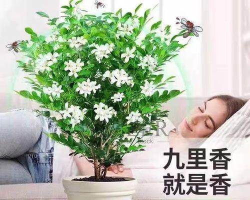 打造花园盛景，九里香花如何养护？