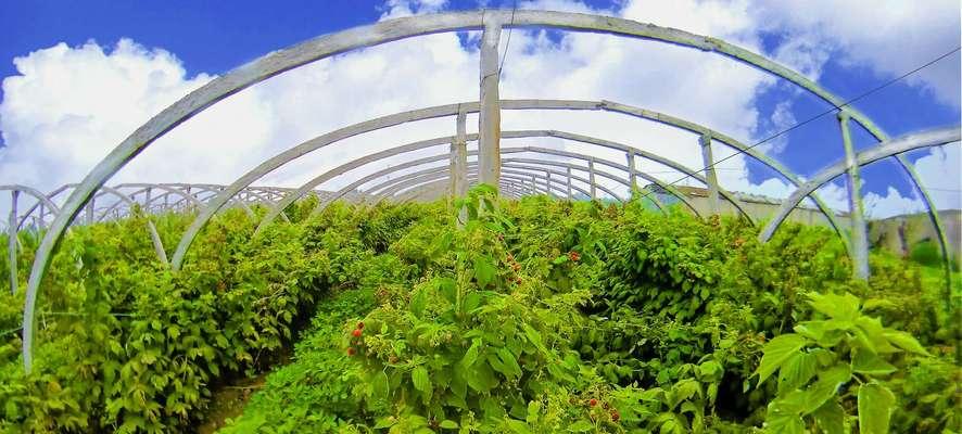 如何种植野生树莓（从选地到收获，你需要知道的全部技巧）