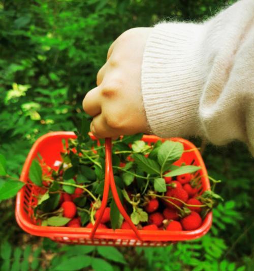 如何种植野生树莓（从选地到收获，你需要知道的全部技巧）